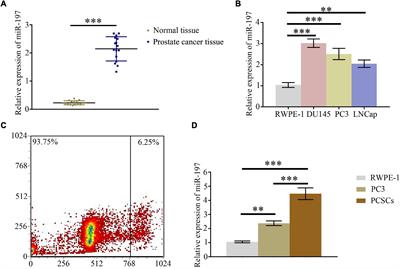 MiR-197 Inhibitor Loaded AbCD133@MSNs@GNR Affects the Development of Prostate Cancer Through Targeting ITGAV